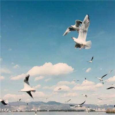 im电竞平台手机app下载